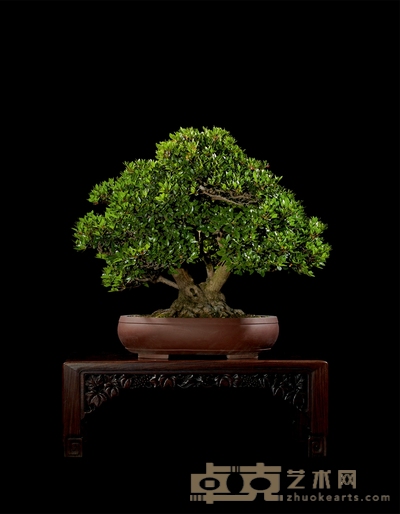 杜鹃 高:60cm 宽:80cm 直径:20cm