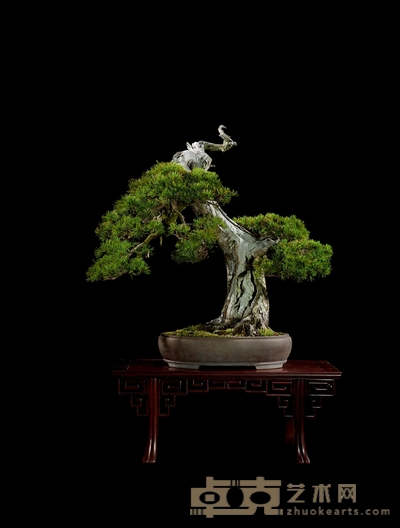 五针松 高:80cm 宽:80cm 直径:25cm