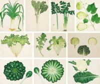 佚名 蔬菜图