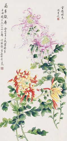 缪莆孙 菊花