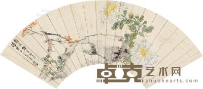 沙馥 菊石图 17×52cm