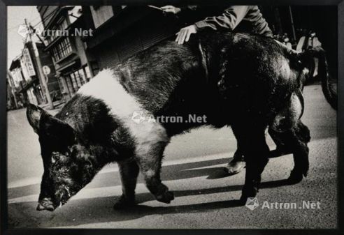 森山大道 一九七六年作（后期印刷） 日本，青森，猪 照片 镜框