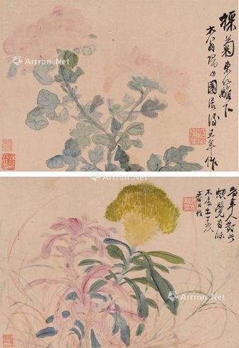 瞿中溶 菊花 鸡冠花