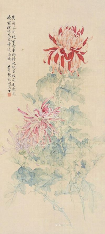 杨敏 菊花