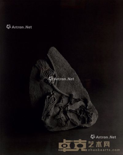 杉本博司 石炭纪的海底 66.5×53cm