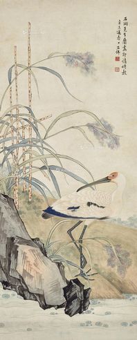 赵浩公 鹬鸟