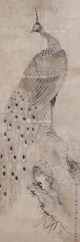 赵浩公孔雀
