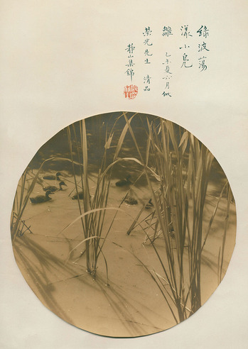 郎静山 绿波荡漾小凫雏