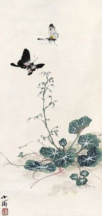 孔小瑜 双蝶虎耳