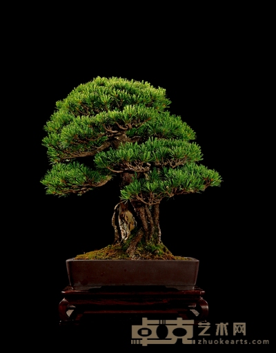 五针松 高:50cm 宽:45cm 直径:9cm