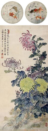 秦涛 菊花