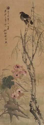 胡术 芙蓉八哥