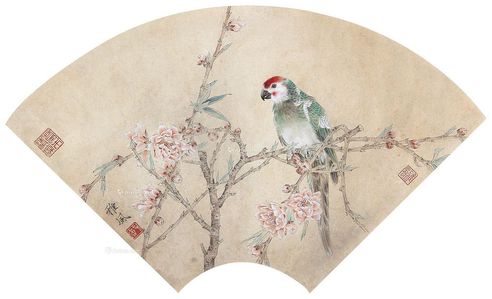 郑雅风 桃花鹦鹉