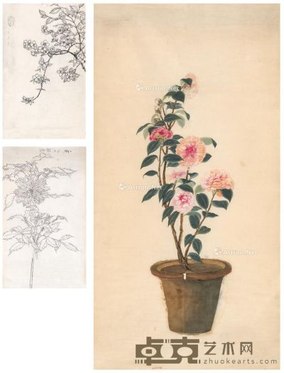 夏伊乔 花卉写生三种 95×48.5cm；67×42cm×2