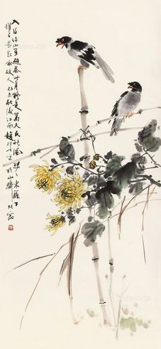 赵松泉 黄菊八哥