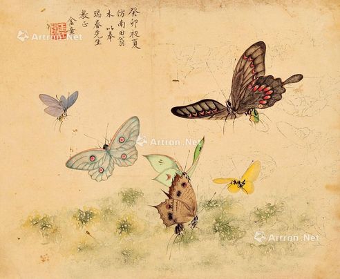 金章 蝴蝶