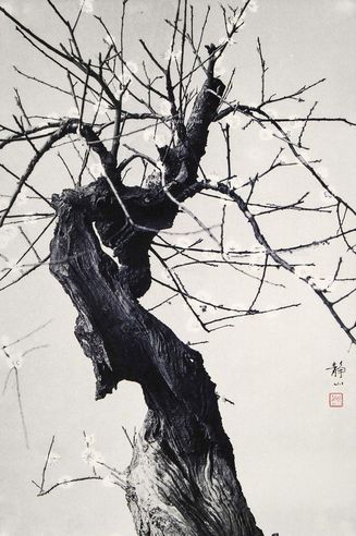郎静山 早传春讯 照片