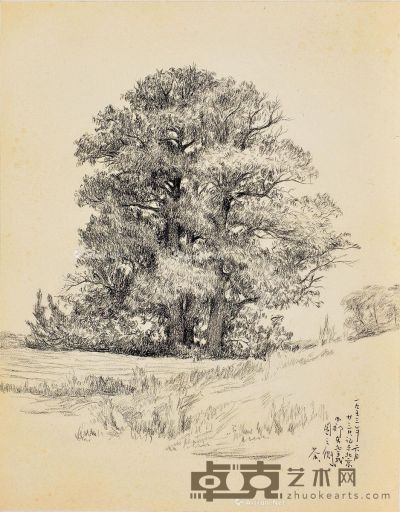 吴冠中 碳笔素描 北京西郊大树 37×29cm