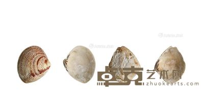 春秋·大型虎斑扇贝币一组二枚 通长45-80mm