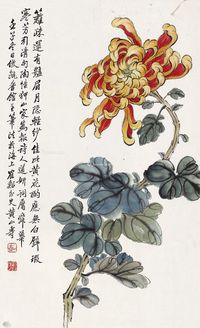 黄山寿 菊花