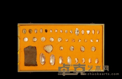 商·骨贝及制作材料、蛤蜊光贝币一组四十枚 通长15-102mm