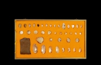商·骨贝及制作材料、蛤蜊光贝币一组四十枚