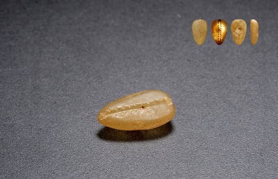 西周·小型棕色玉贝币