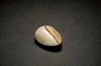 西周·中型异型蚌贝币