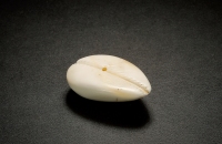 西周·大型蝉形蚌贝币