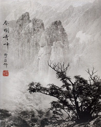 郎静山 春树奇峰