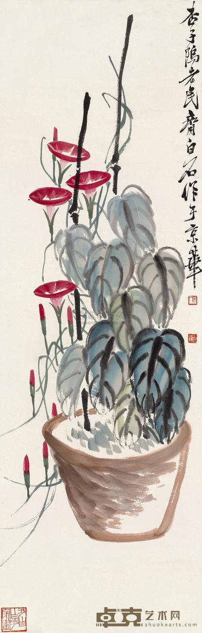 盆景牵牛花