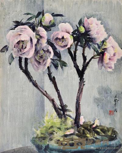 牡丹