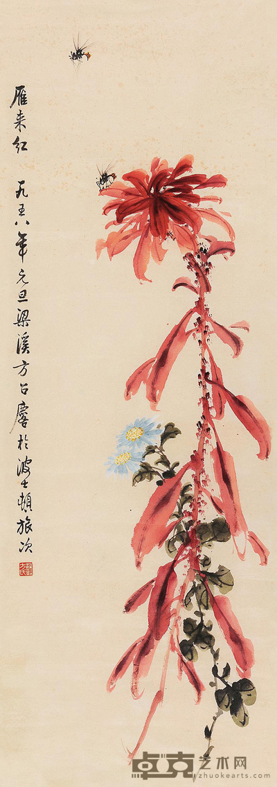 雁来红 