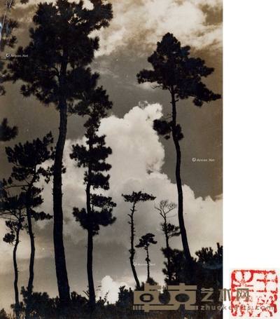 山中云树