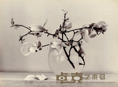 玉兰与花瓶 