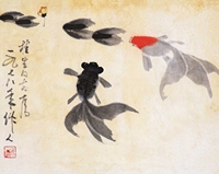 金鱼