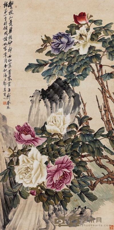 月季 